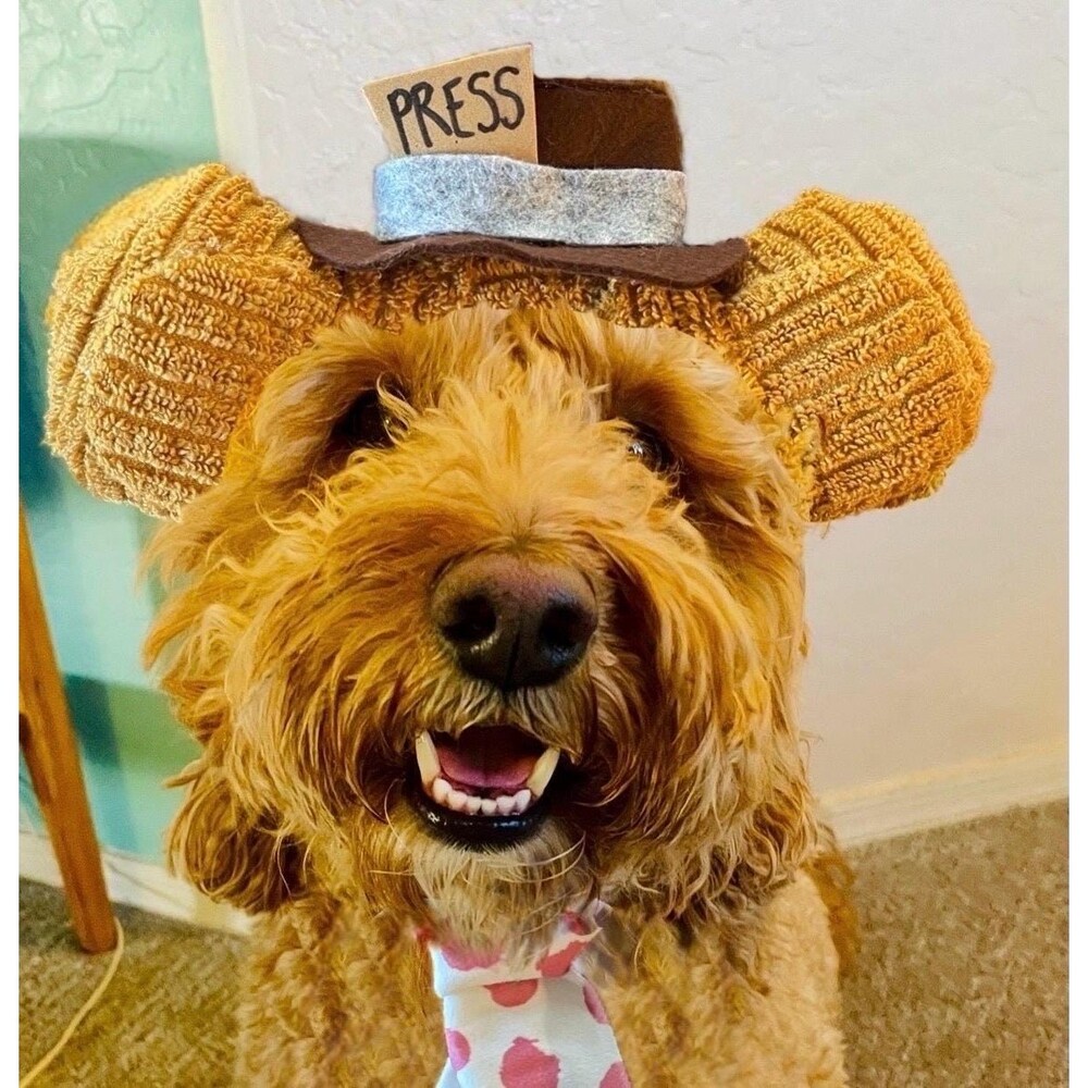Handmade Dog/Pet Costume Muppet Fozzie Bear Goldendoodle! Size M-L